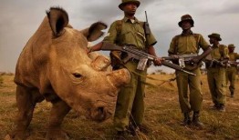 超前爆料寻找药材视频播放,跟随超前爆料探寻珍稀药材之旅