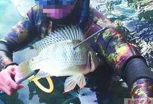 鱼爆料的视频大全播放,精彩瞬间回顾，笑料百出