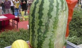 世一瓜最新爆料,揭秘娱乐圈惊天秘密！