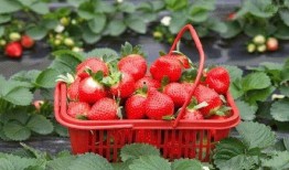 爆料种植草莓视频播放,视频播放带你领略田园风光