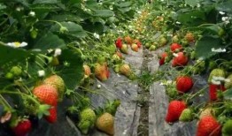 爆料种植草莓视频播放,视频播放带你领略田园风光